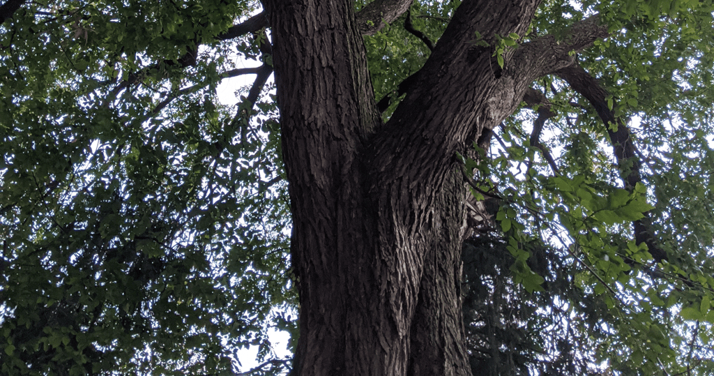 Preserving what might be Lebanon’s last remaining American elm tree, with roots in history dating to Washington