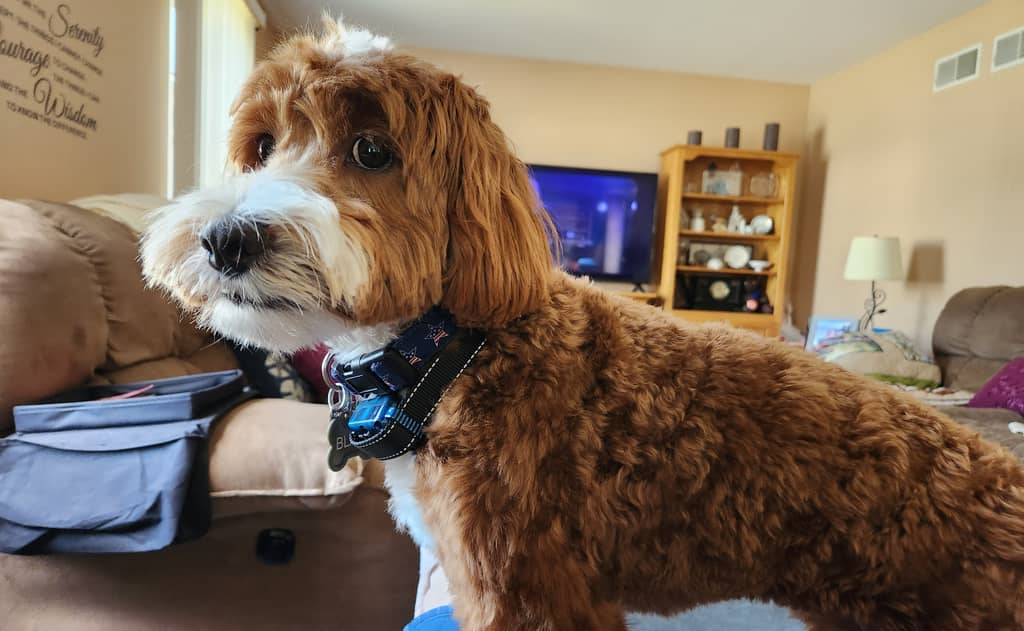 Pet of the Week: Blaze