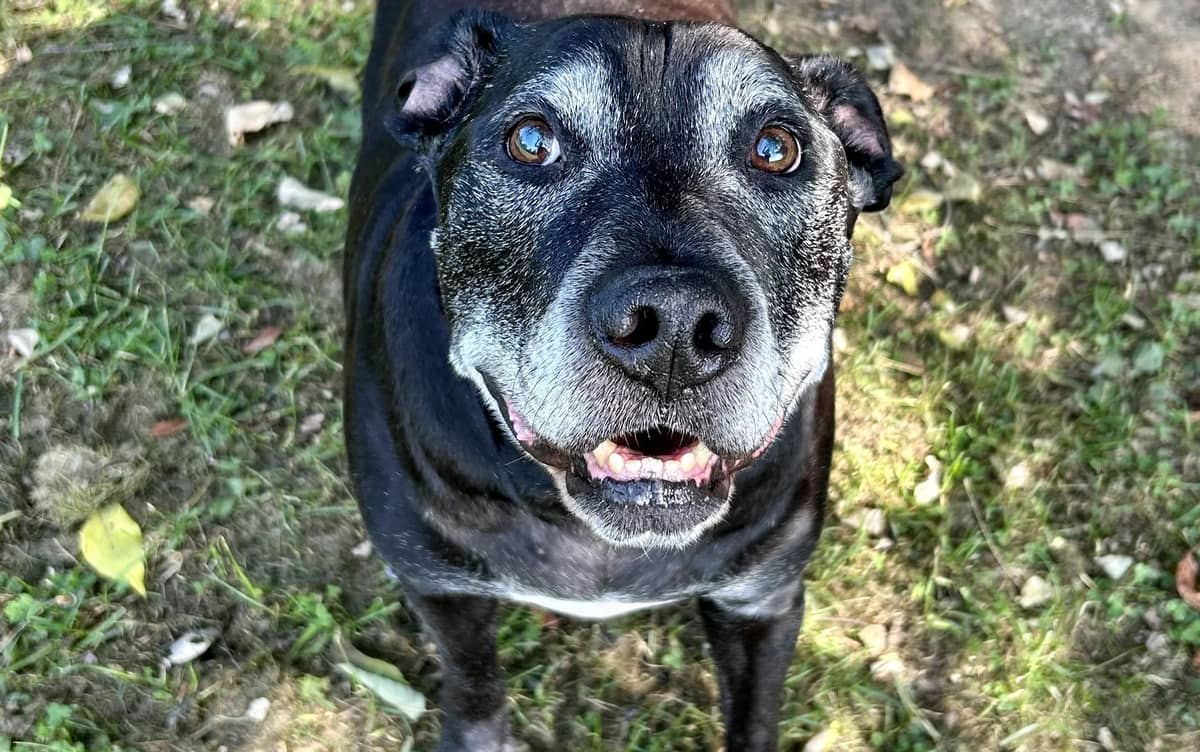 Pet of the Week: Stewart