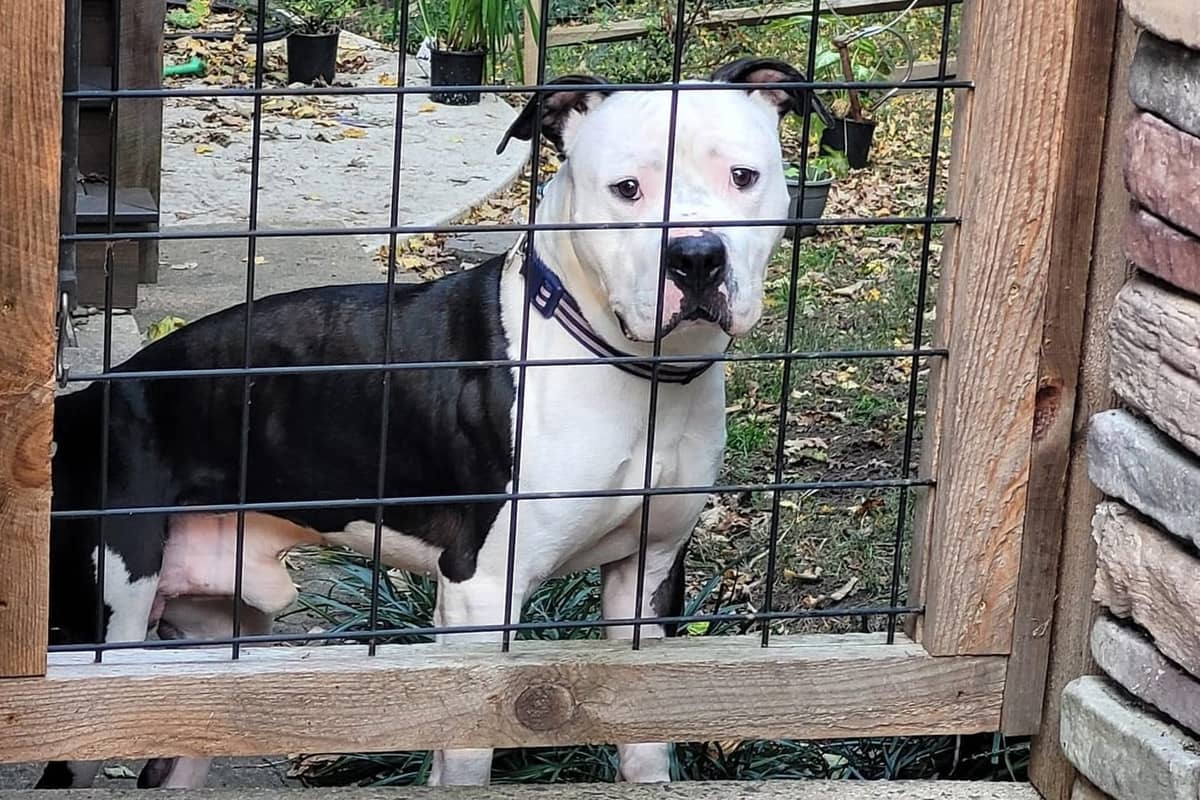 Pet of the Week: Blaze