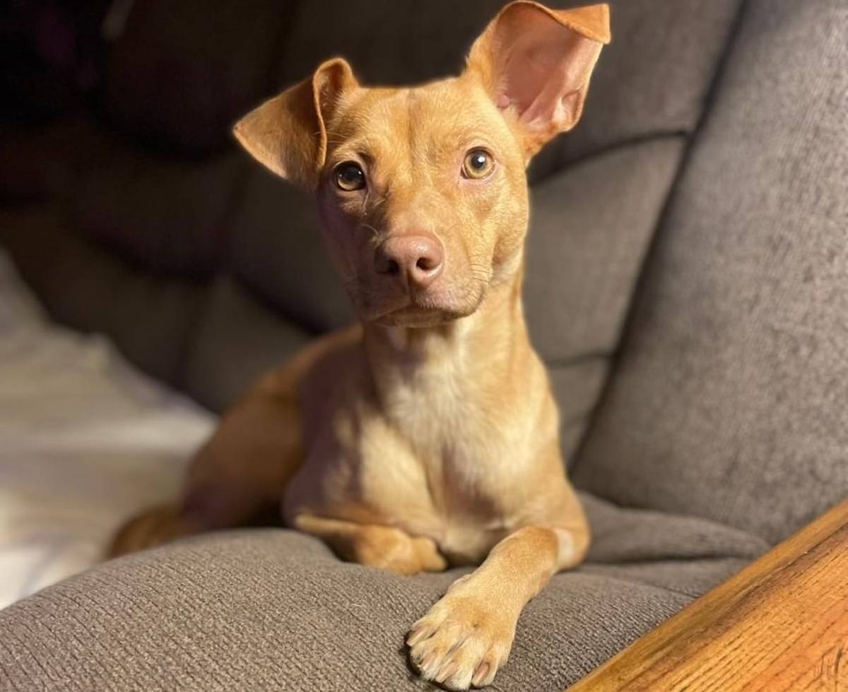 Pet of the Week: Addie