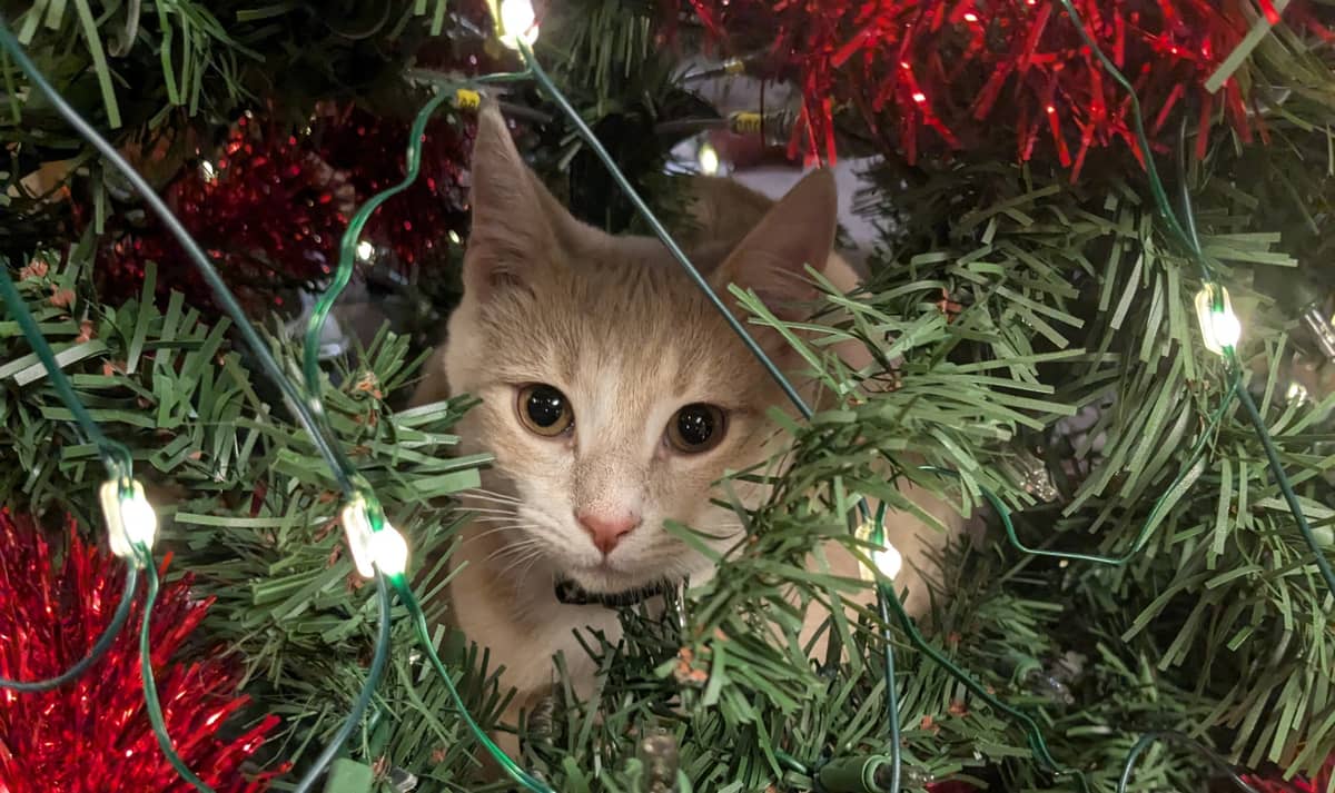 Pets of the Week: Christmas Gallery