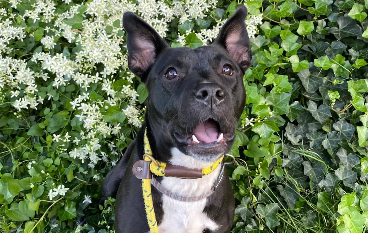 Pet of the Week: Cricket