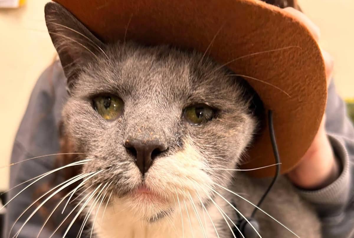 Pet of the Week: Herbie