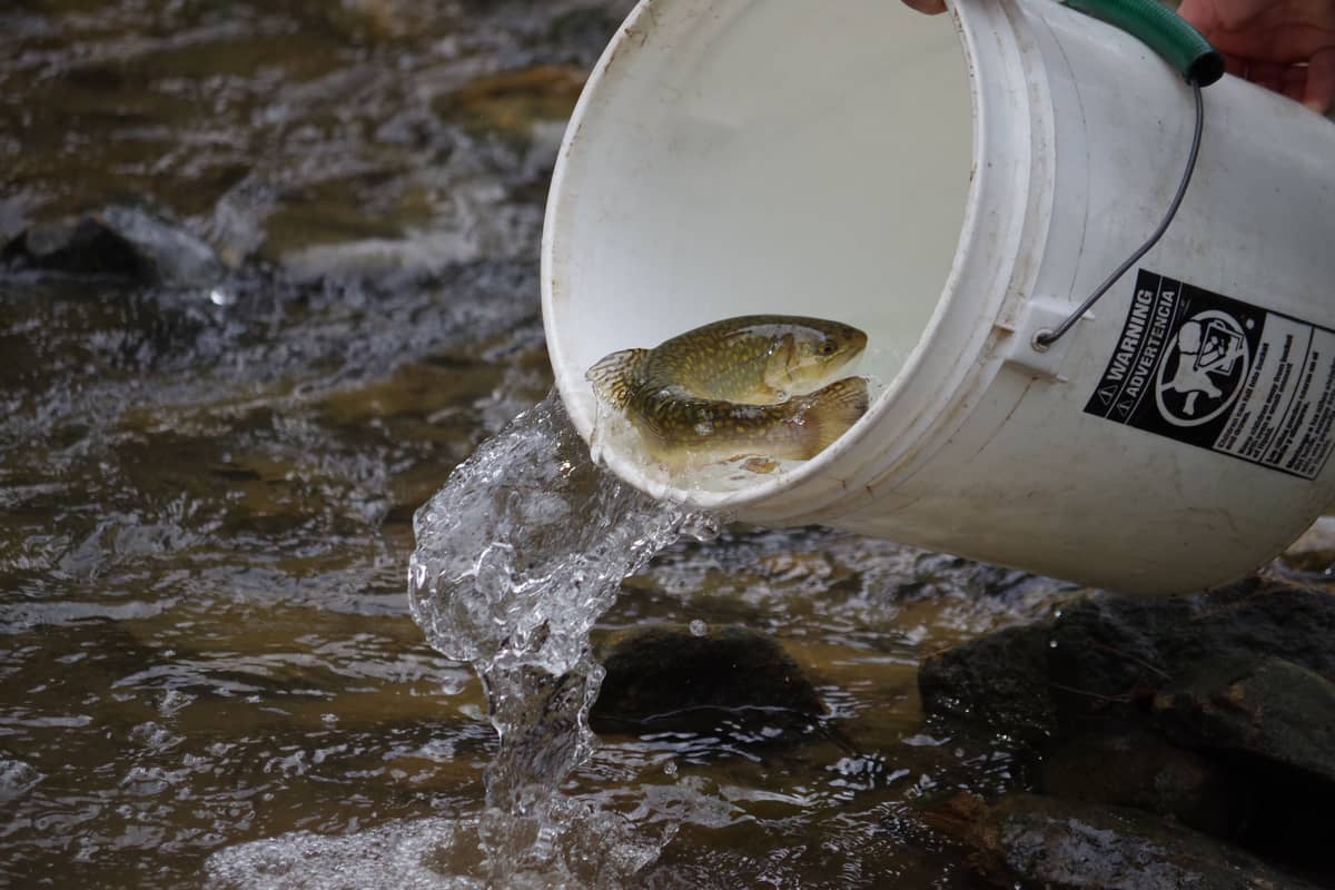 State begins fall trout stocking season