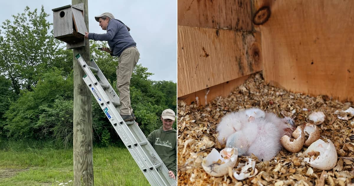 Greater Lebanon Refuse Authority provides nesting boxes for kestrels
