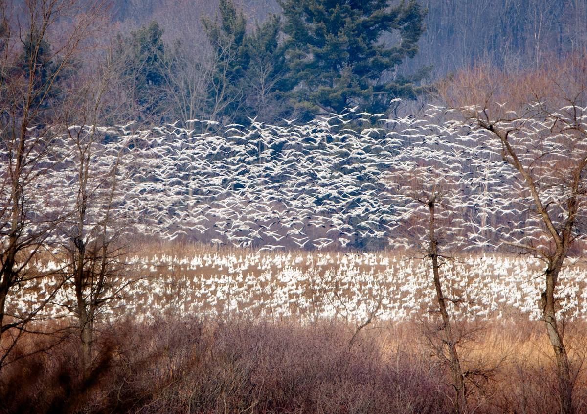 🔗 Tens of thousands of snow geese arrive at Middle Creek after winter weather delays