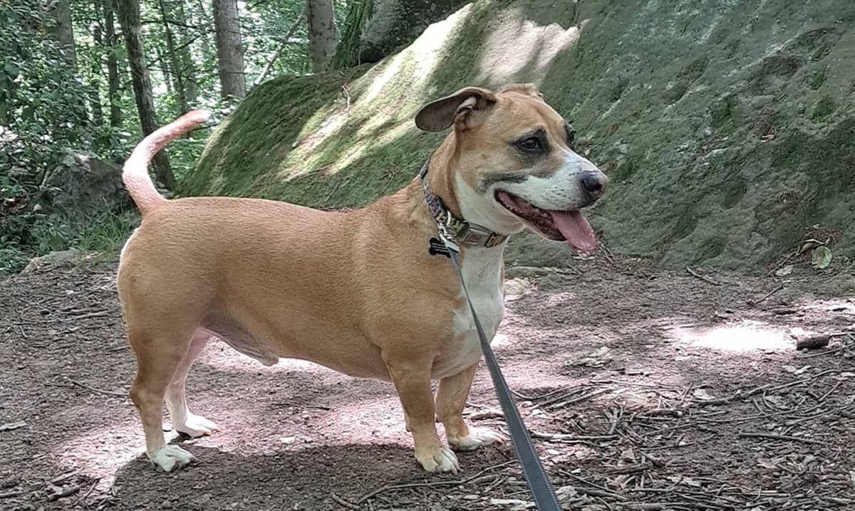 Pet of the Week: Archer