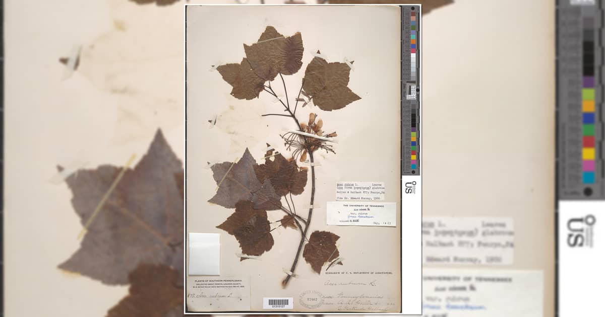 Historical Lebanon County plant samples are housed in the Smithsonian collection