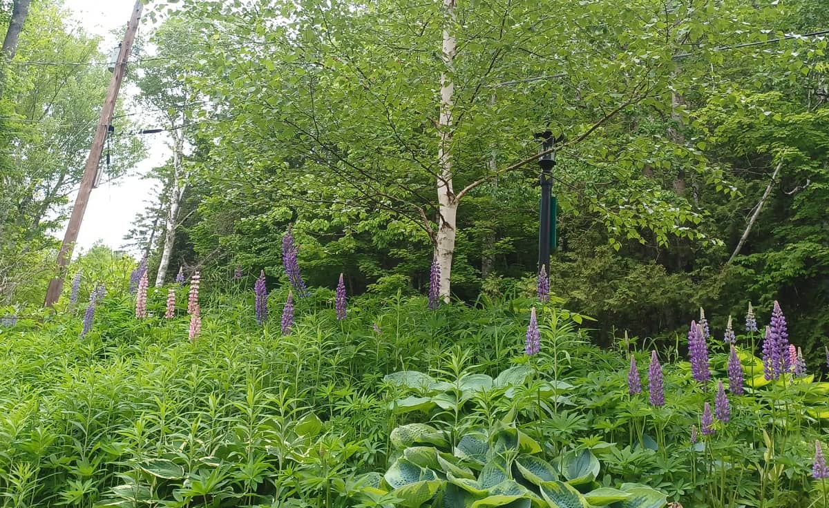 Designing your outside garden room workshop with the Penn State Extension Master Gardeners