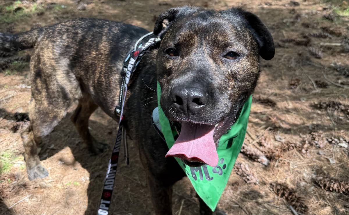 Pet of the Week: Chowder