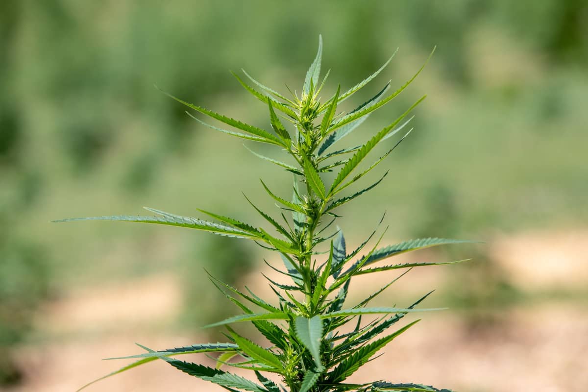 Farmers say hemp product ban goes too far