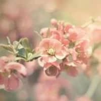 Florence Irene Rhan (1926-2026)