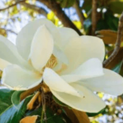 Joanne L. “Jo” Clodoveo (1951-2023)