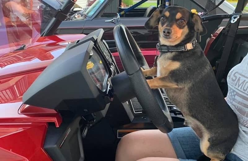 Pet of the Week: Bullet