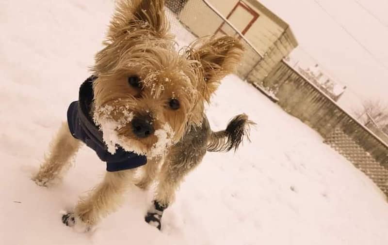 Pet of the Week: Jakie