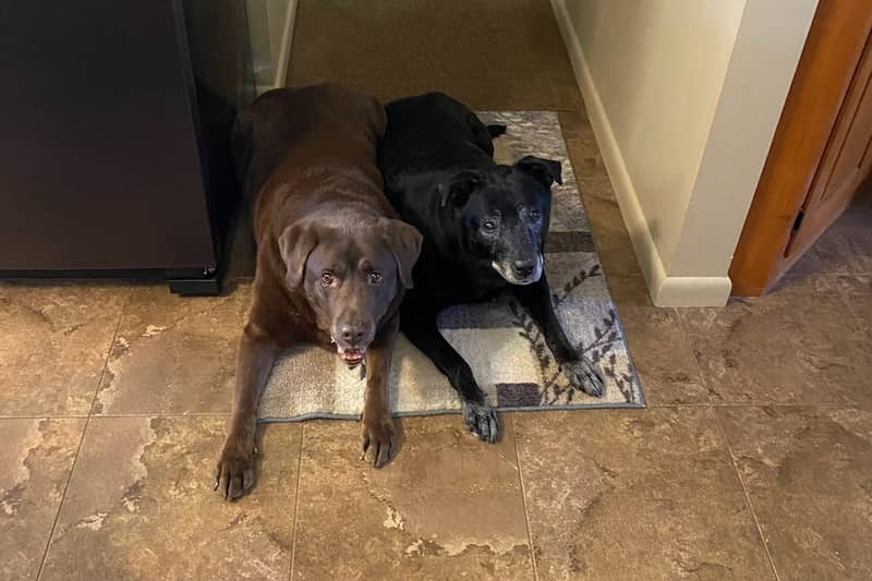 Pets of the Week: Buddy & Rocco