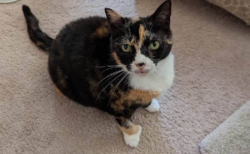 Pet of the Week: Toes