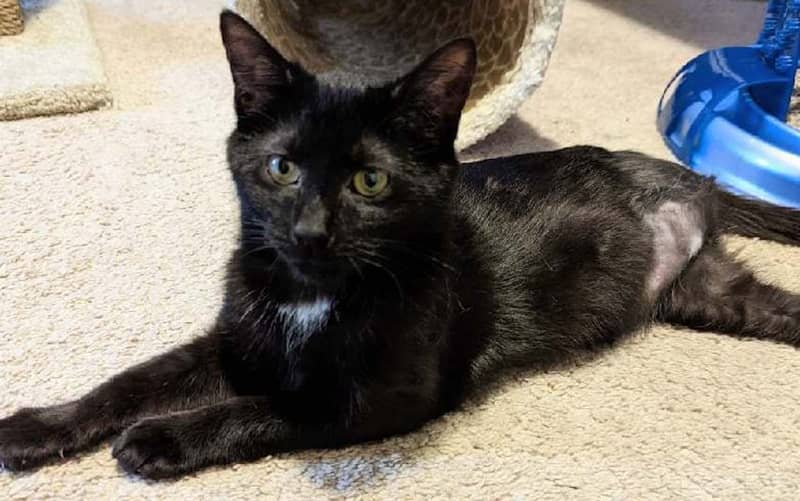 Pet of the Week: Timmy