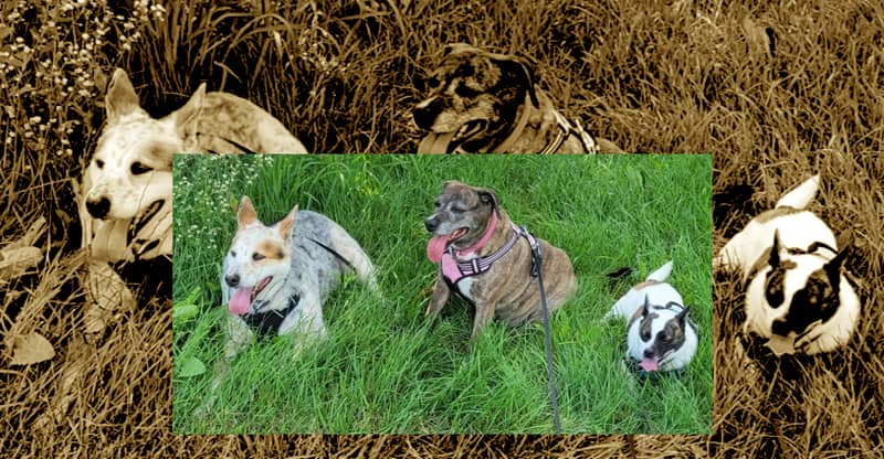 Pets of the Week: Kudzu, Pedro & Peaches