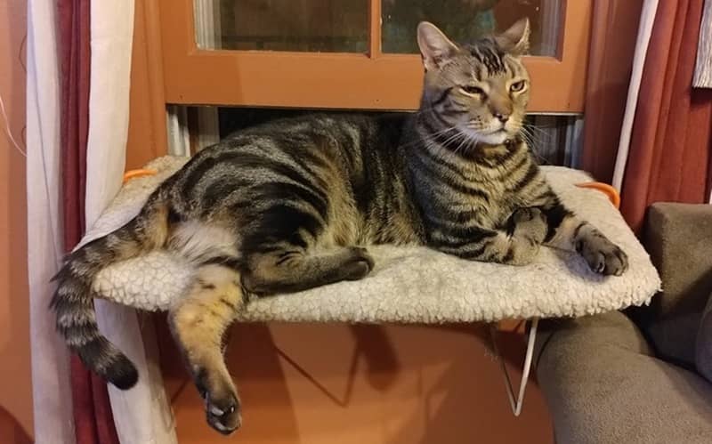 Pet of the Week: Timmy