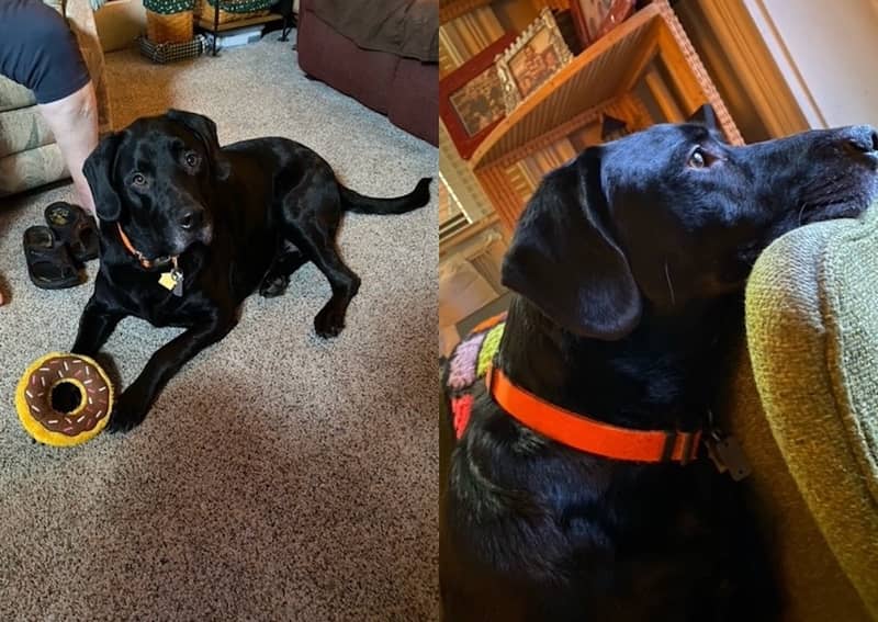 Pet of the Week: Jacob