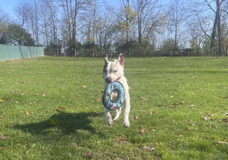 Pet of the Week: Puma