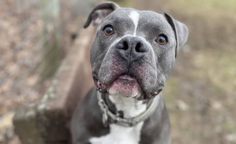 Pet of the Week: Blue