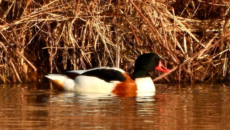 What the duck? Rare bird from Europe and Asia spotted at Lebanon landfill