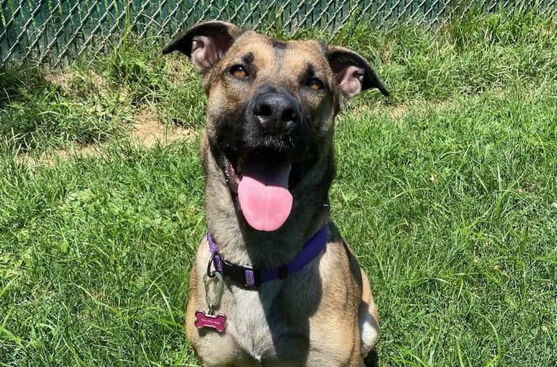 Pet of the Week: Bebe