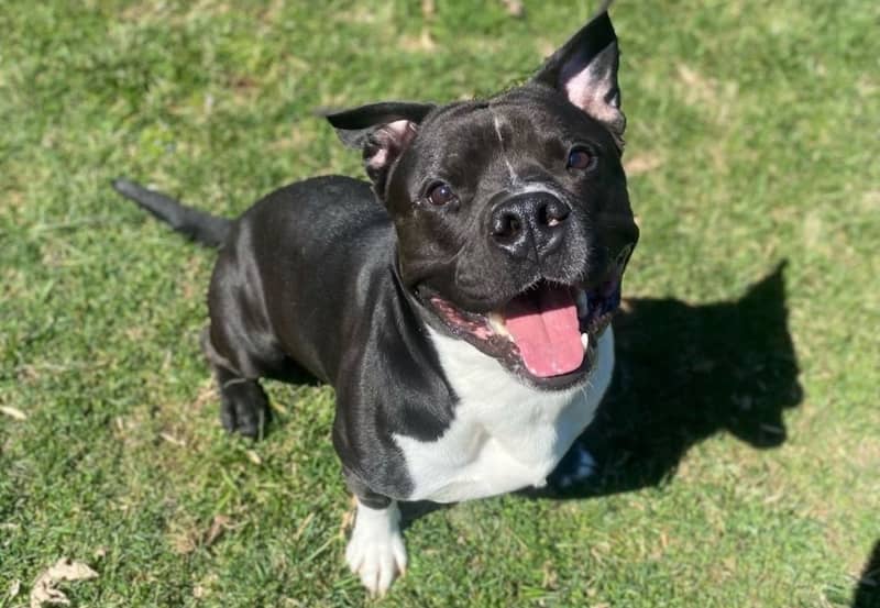 Pet of the Week: Joey