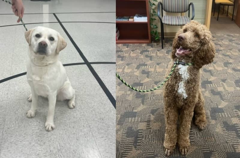 2 ‘facility dogs’ join faculty at Palmyra High School, Northside Elementary