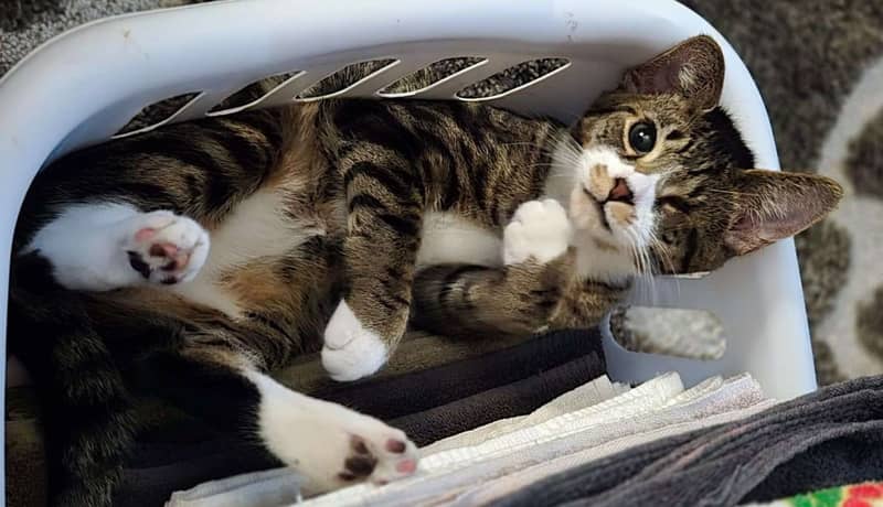 Pet of the Week: Tom