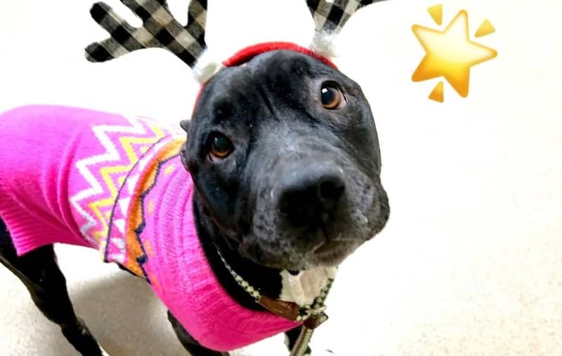 Pet of the Week: Magenta