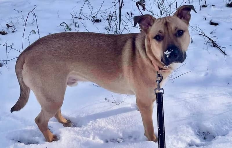 Pet of the Week: Dodger