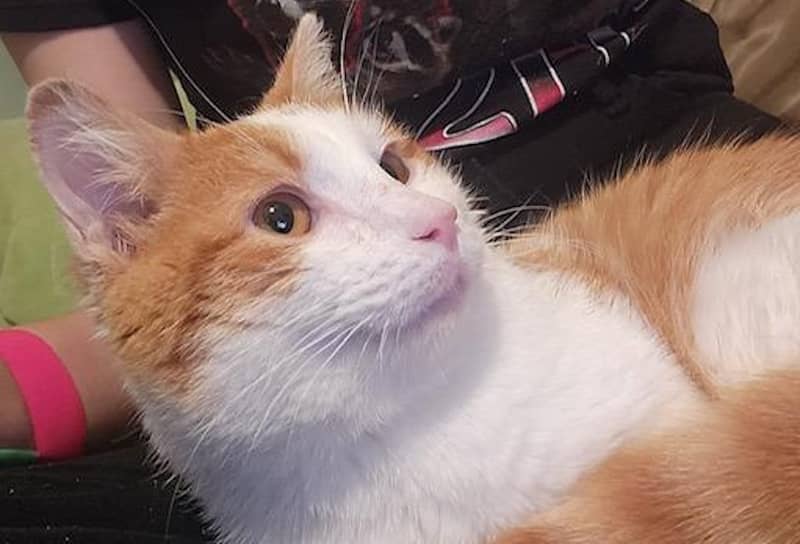 Pet of the Week: Phoenix