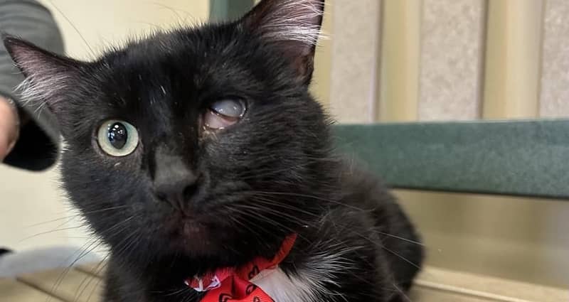 Pet of the Week: Peanut