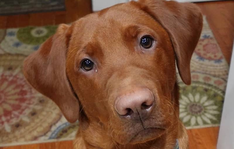 Pet of the Week: Murphy