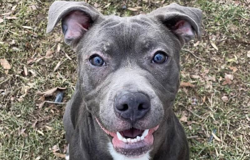 Pet of the Week: Eva