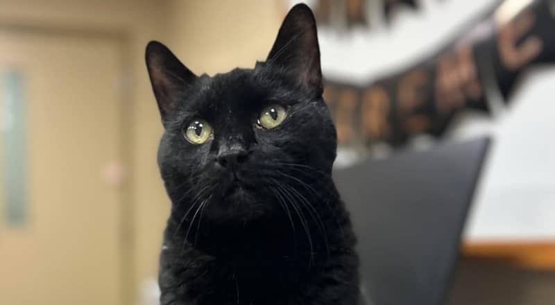 Pet of the Week: Batman