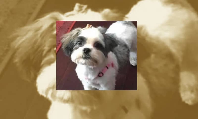 Pet of the Week: Lucy