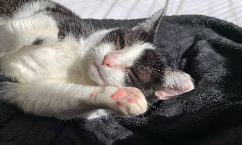 Pet of the Week: Nefertiti