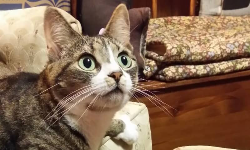 Pet of the Week: Friday