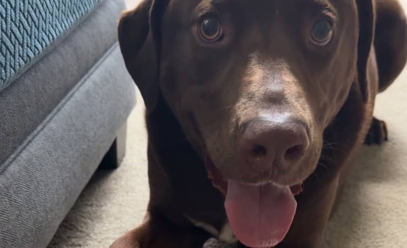 Pet of the Week: Hershey