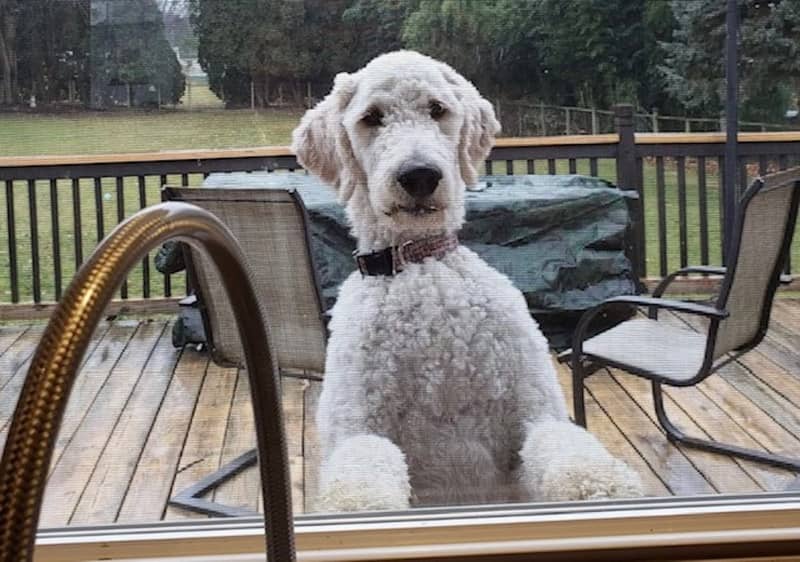 Pet of the Week: Theo