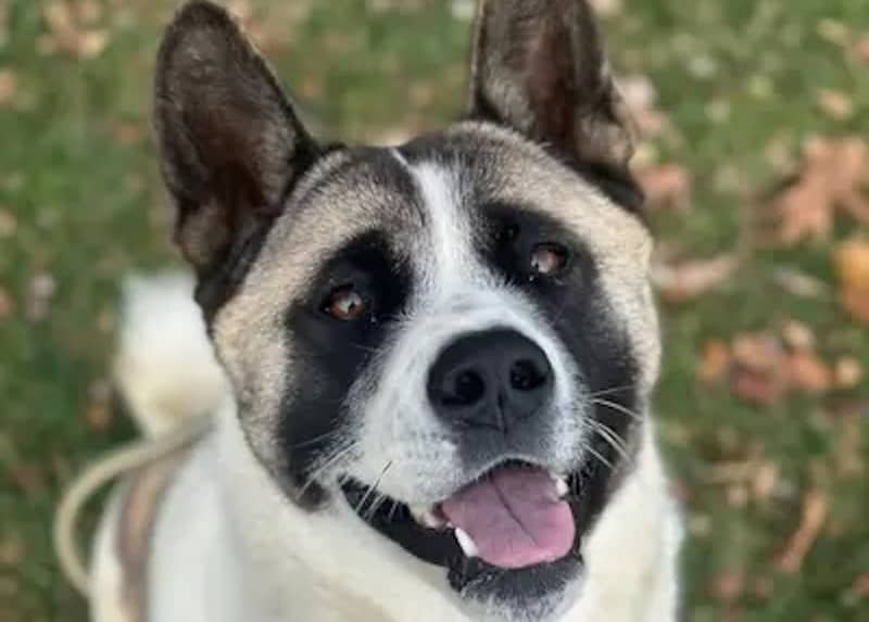 Pet of the Week: Peaches