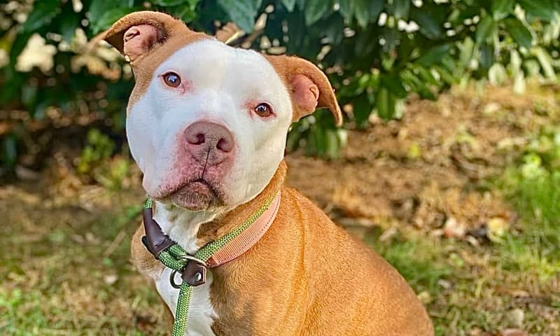 Pet of the Week: Kara