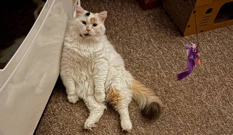 Pet of the Week: Tinkerbell