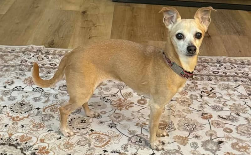 Pet of the Week: Lucinda