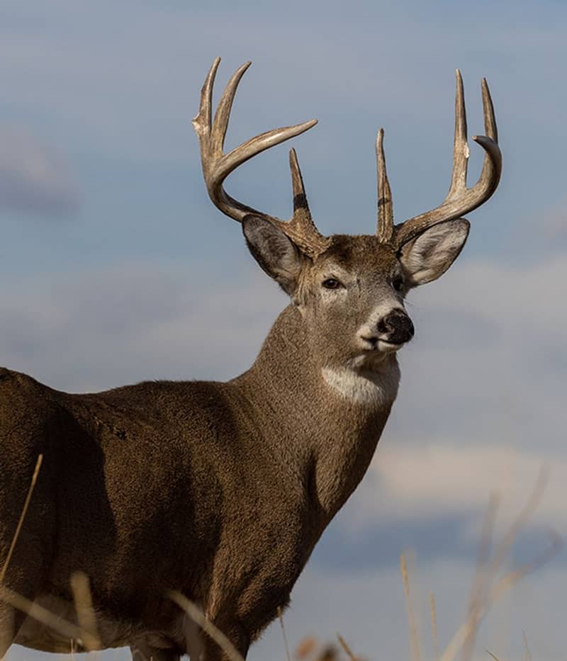 Larry Gene Mountz (1935-2026)